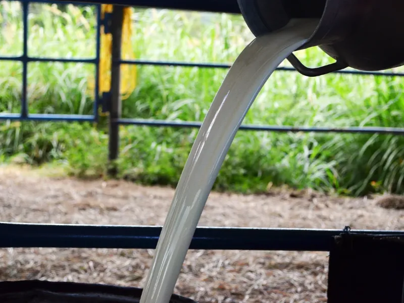 Chorro de jugo de caña o guarapo siendo vertido desde trapiche, con vegetación verde y caña de azúcar de fondo.